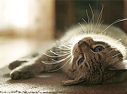 レーベン南流山 Torte 設備