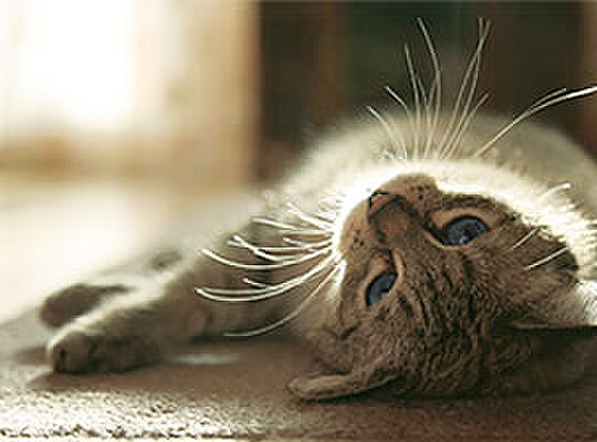 レーベン南流山 Torte 設備