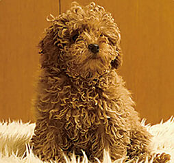 リビオ八戸ノ里駅前 設備