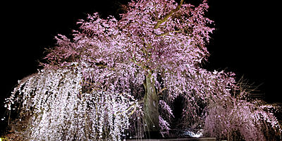 円山公園 ※提供写真 約5,400m