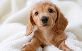 サンクレイドル成増 ペット同居可・足洗い場完備