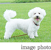 サンクレイドル岸和田春木 ペット飼育可