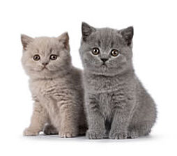 ワコーレ御影中町一丁目 設備