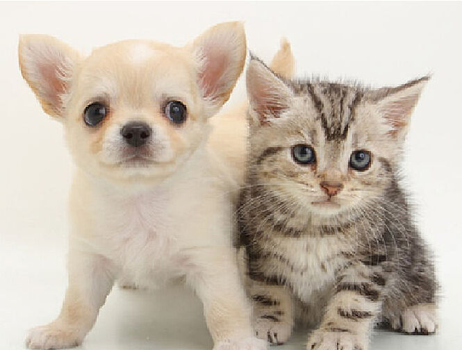 エクセレントシティ元住吉ザ・レジデンス 設備