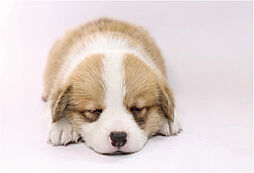 ガーラ・レジデンス稲城矢野口駅前 設備