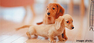 クリーンリバーフィネス元町プレセア ペットと暮らせるマンション