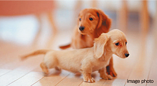 クリーンリバーフィネス学園前ミッドステージ ペットと暮らせるマンション