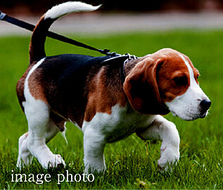プレシス戸田公園ヴェルデ ペット共生マンション