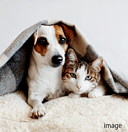 プレシスヴィアラ清瀬 ペット共生マンション