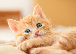 ジオ瑞江 ペット飼育可