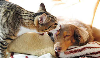 イノバス名駅 ペット飼育可能