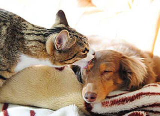 イノバス名古屋フロント ペット飼育可能