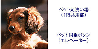 エクセレンシア中野美保プレミアムレジデンス ペットと暮らす