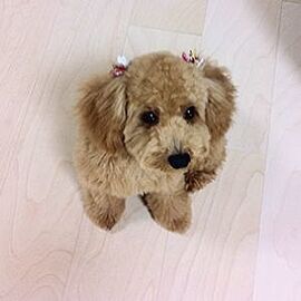 ザ・札幌タワーズ　イーストタワー ペット対応