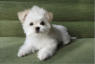 ブランズ横浜いずみ野 ペット飼育可