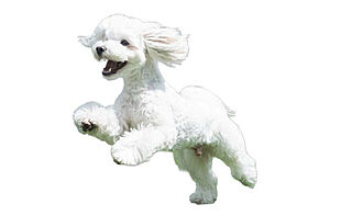 ブランズ札幌大通東 ペット飼育可