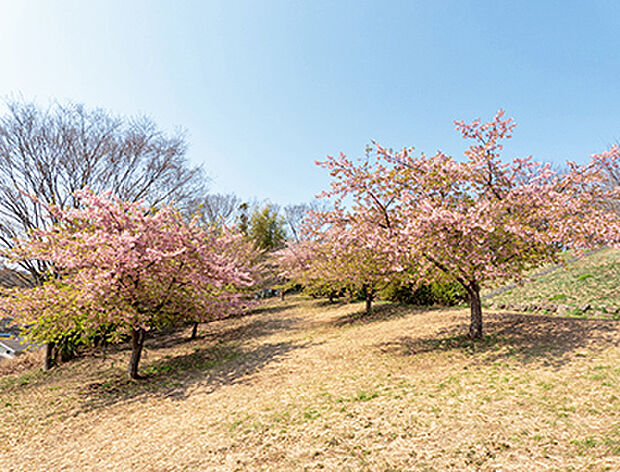 中川八幡山公園