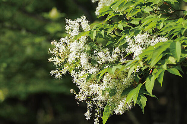 【【植栽計画】】一年を通して緑が楽しめる常緑樹や季節を感じる樹を選定。家族と共に成長する緑を楽しめます。※号棟により採用状況が異なります。※写真はイメージです。