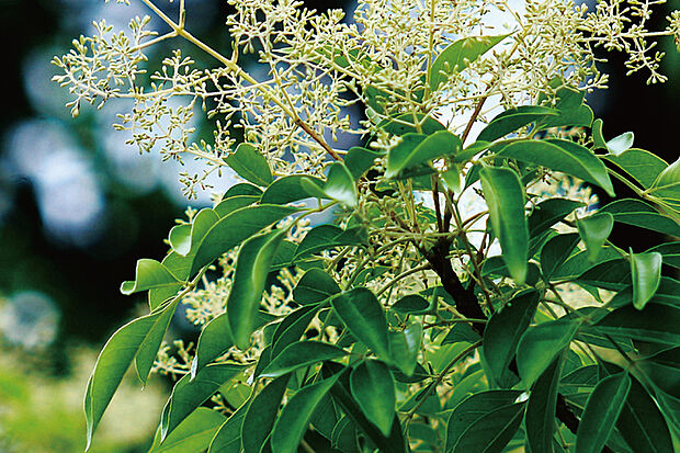 【【うるおいを感じる植栽計画】】シマトネリコやイロハモミジ、フェイジョアといった植栽を選定。景観にうるおいを与えるだけでなく、家族の成長と共に木々の成長を楽しめます。※号棟により採用状況が異なります。