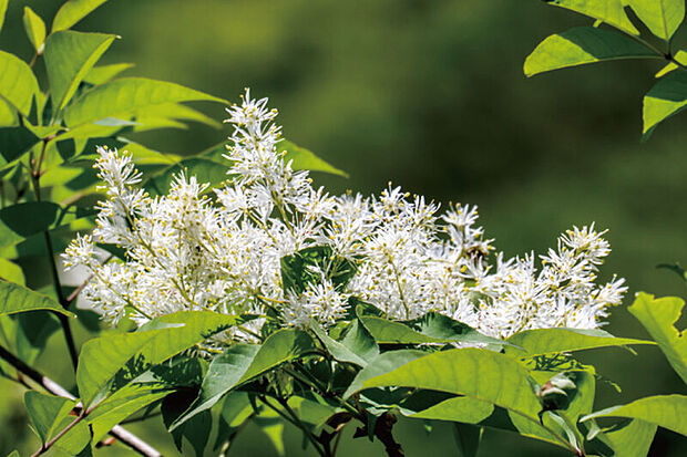 【【街を彩る植栽】】洗練された佇まいの外観デザインを、瑞々しい彩りで装う植栽。季節ごとに、木々や花たちの違った表情が、道行く人の心を潤します。※画像はイメージです。