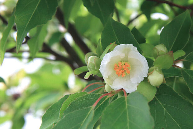 【【植栽計画】】街に緑の潤いをもたらす植栽を配しました。自然の息吹や季節の移ろいを感じられ、心豊かな暮らしが叶います。※号棟により採用状況が異なります。※画像はイメージです。