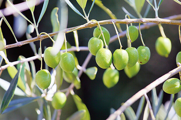 【【彩りに満ちた植栽計画】】街に潤いと癒やしを与えてくれる植栽を配置。シンボルツリーには、「平和」「安らぎ」を花言葉にもつオリーブを採用しました。※画像はイメージです。※号棟により採用状況が異なります。