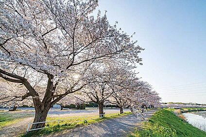 見沼田んぼの桜回廊（現地より徒歩5分） 約350m