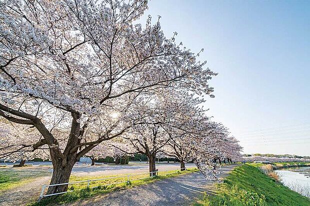 見沼田んぼの桜回廊(現地より徒歩5分)