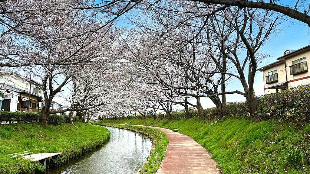 【レジャー】元荒川の桜並木