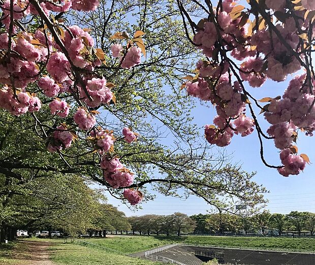 大型公園施設・大宮公園(約3,200m)