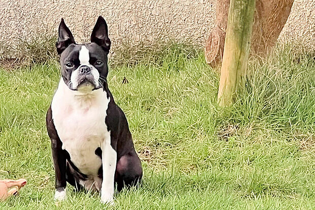 【【プライベートガーデン】】ペットとのびのびと遊んだり、バーベキューも愉しめるプライベートガーデン。ガーデニングや家庭菜園をすることで子どもの情操教育にも繋がります。※号棟により採用状況が異なります。