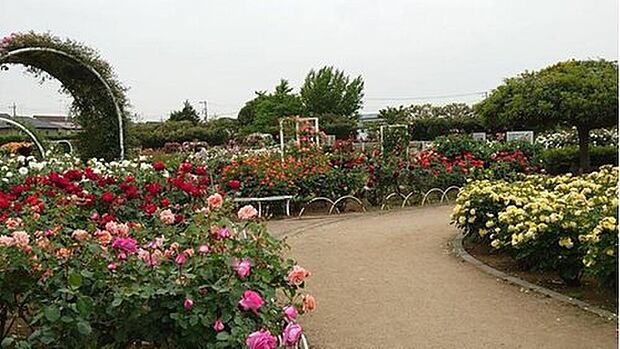 伊奈町制施行記念公園（約1,300m）