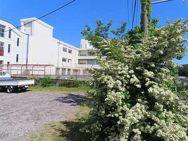 沼津市立中学校(約1m)