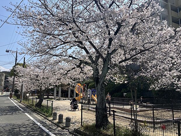 前面に位置する梅光園公園
春には桜も見える自然にあふれた癒しスポットです