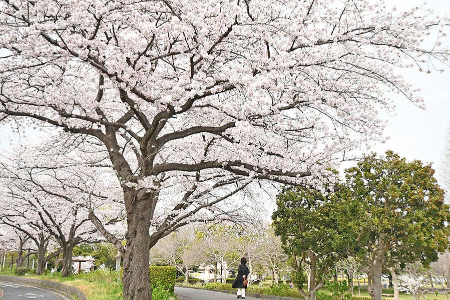 ●水元公園では毎年春に恒例の桜まつりが行われます。