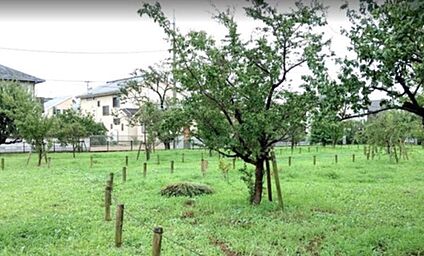 北烏山四丁目梅林市民緑地 300m(徒歩4分)