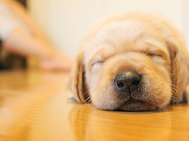 【床暖房】「リビング床暖房」は、空気を汚さずに室内を快適な温度に保ってくれます。お子様でも安心してつける事ができる暖房器具です。
