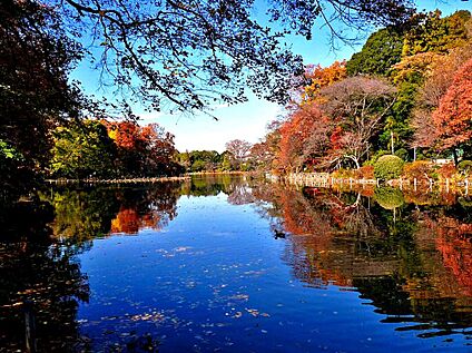 善福寺公園 約1270ｍ(徒歩約16分)
