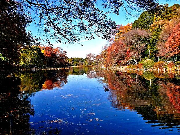 善福寺公園