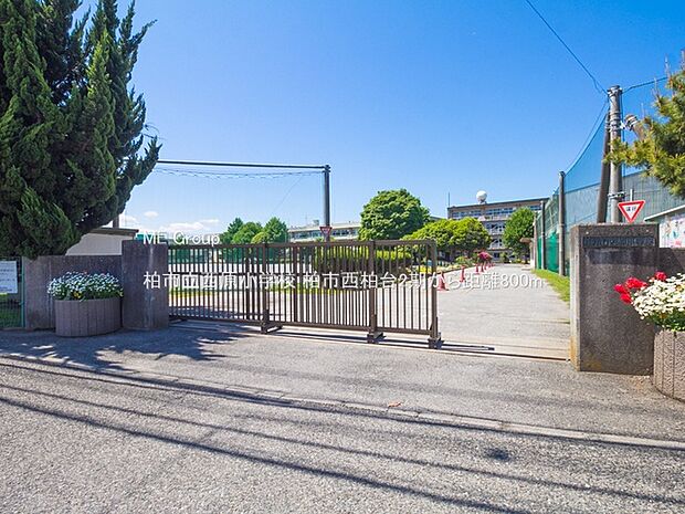 柏市立西原小学校（約800m）
