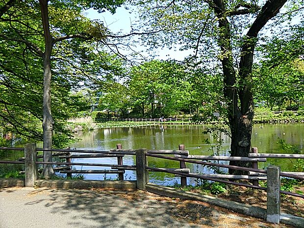 菊名池公園まで220m。大きな池のある緑豊かな公園。春になると池の周りの桜が綺麗に咲きます。夏はプールが開きます。ブランコなどの遊具もあり子供達に人気の公園です。