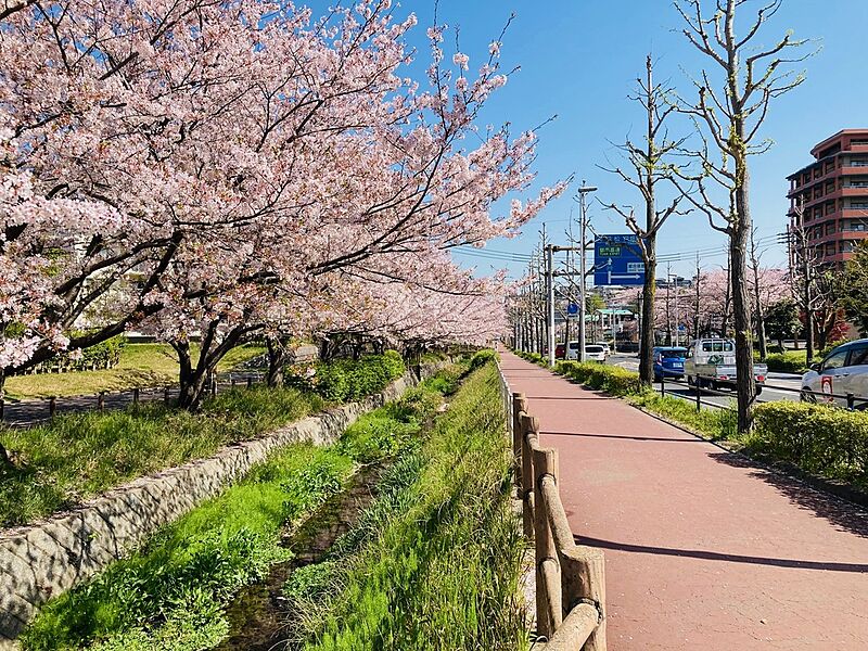 小学校への通学路、春には桜並木がとてもきれいです♪