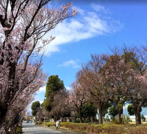 東原さくら公園(約474m)