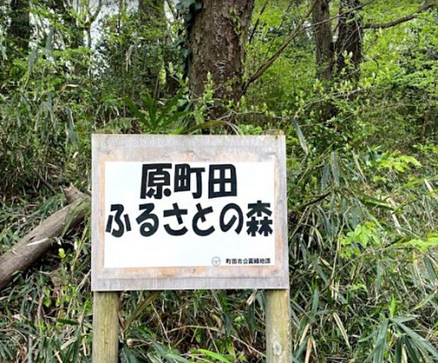 原町田ふるさとの森(約125m)