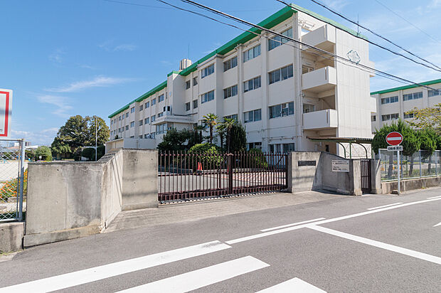 柏原小学校（約240m）