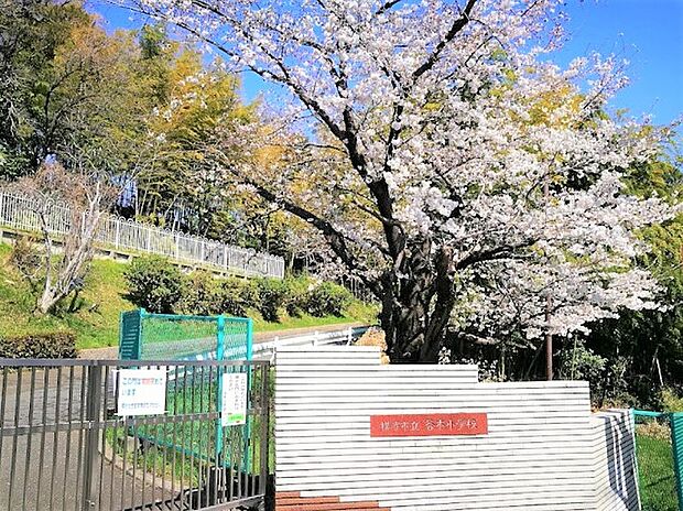 横浜市立谷本小学校（約600m）