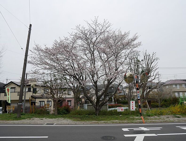1号棟目の前には大きな桜の木が!!