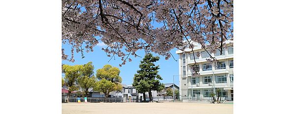 姫路市立城東小学校(約550m)