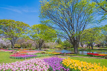 国営昭和記念公園 2200ｍ(徒歩28分)