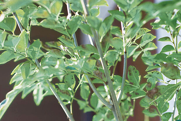 【【季節を呼び込む植栽計画】】シンボルツリーや下草などをバランス良く配置しました。建物を鮮やかな緑で彩り、季節の移り変わりを感じることができます。